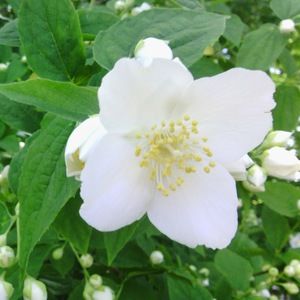 Meet your Posher, Evelyn